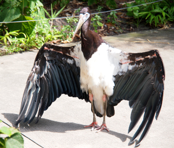 [A stork faces the camera at a slight angle with its wings open but not outstretched. The body of this bird is white. The wing feathers are long and all but a few closest to the body are black. The outermost feathers are touching the sidewalk on which it stands with its pink-orange feet and legs. Its head and neck are black. The neck feathers extend to a vee shape and make it appear the bird is wearing a vee-necked white sweater.]